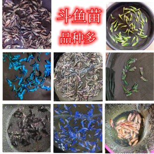 泰国斗鱼苗红金彩金暗黑碎星荧光翡翠半月将军 包活不用打氧 包邮