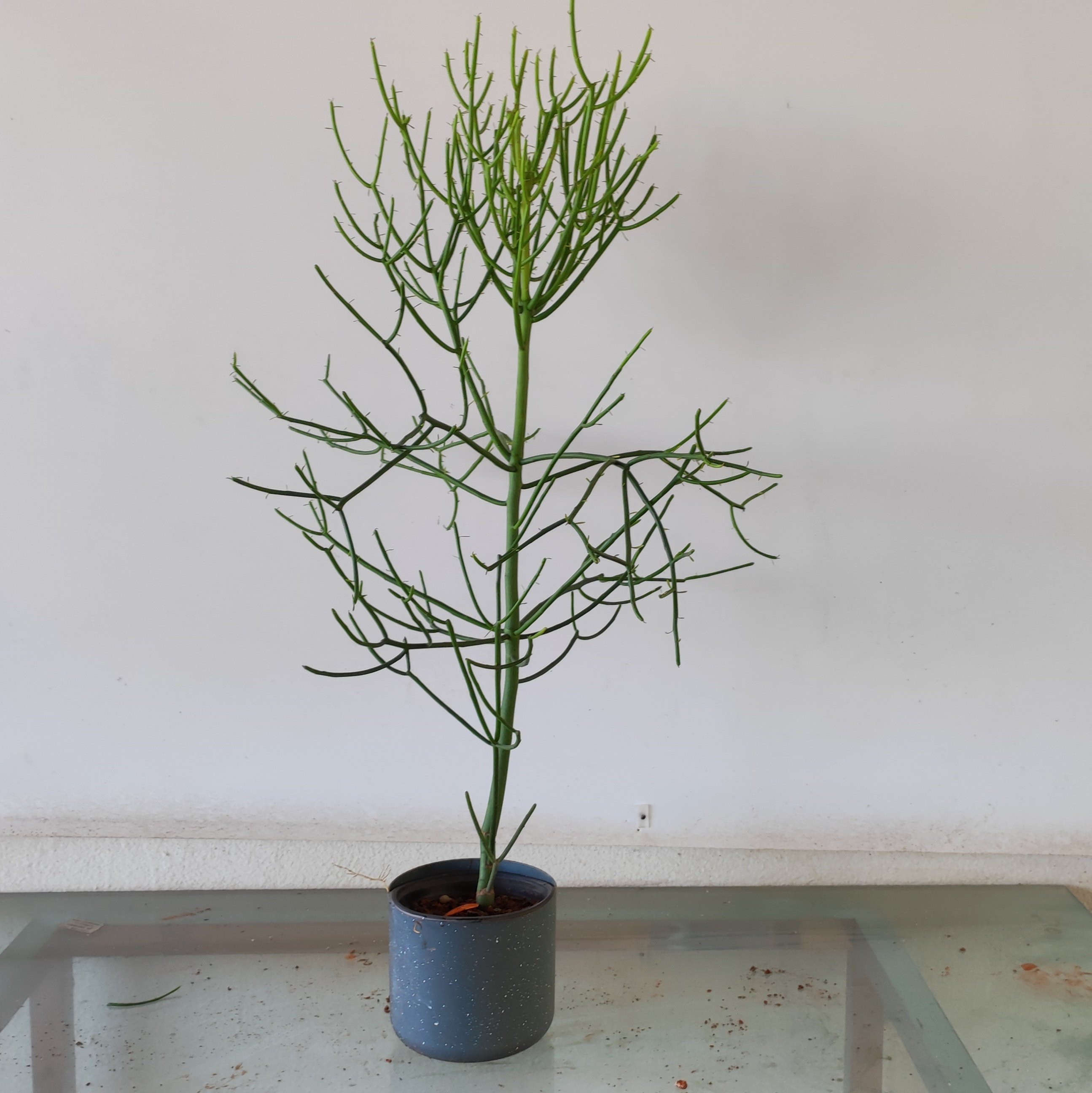 光棍树大戟科沙漠植物庭院