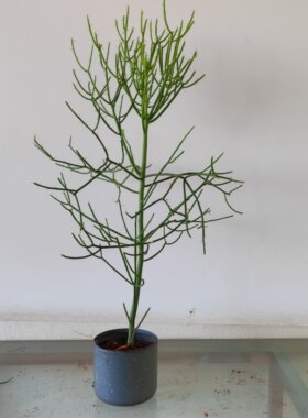 光棍树大戟科沙漠植物庭院