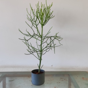 光棍树大戟科沙漠生植物特色绿化绿玉树神仙棒多肉植物庭院造易活