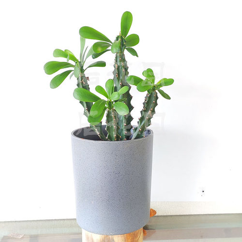 仙人掌霸王鞭植物玉麒麟