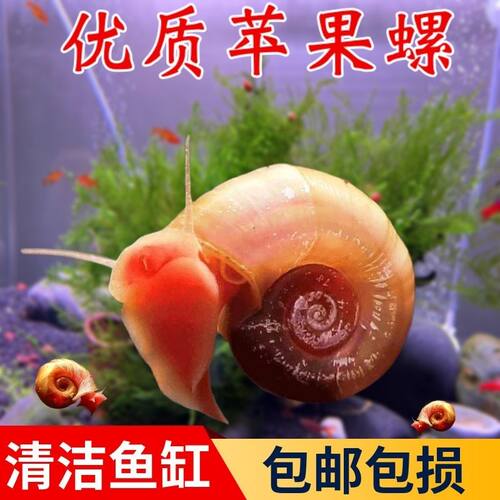 苹果螺大个苹果螺鲜活红苹果套餐喂龟清洁鱼缸地图螺杂螺
