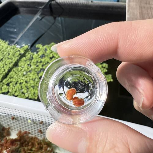 苹果黄金螺除除藻淡水鲜活观赏狗头饲料残食清洁净化鱼缸工具