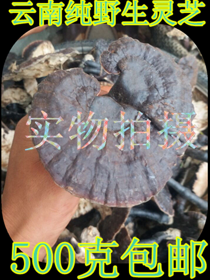 中药材无硫灵芝灵芝粉整只黑灵芝新货紫灵芝灵芝片500克包邮