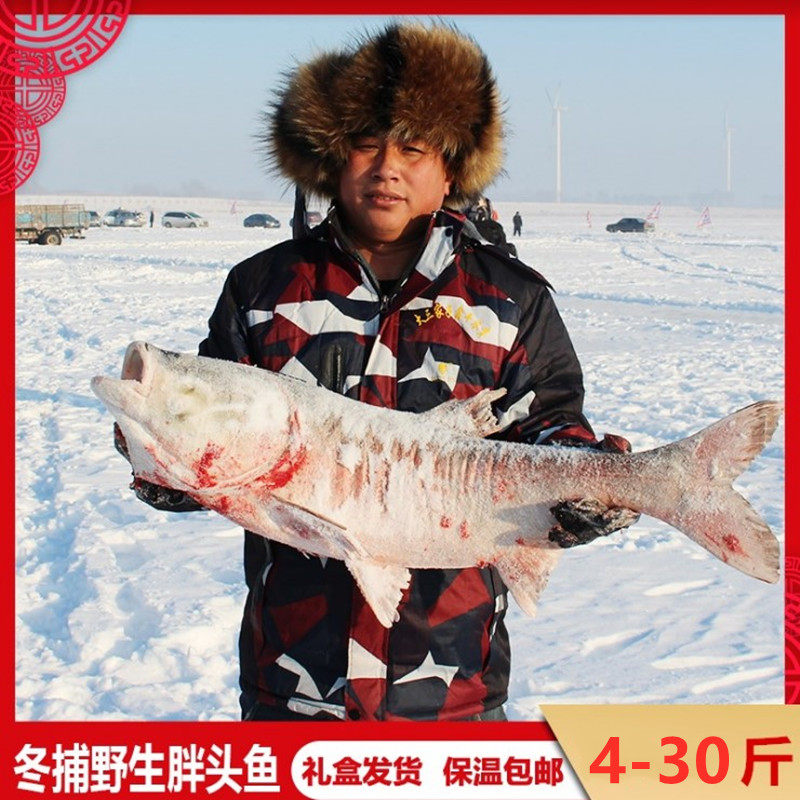 吉林松原查干湖鱼淡水湖胖头鱼冬捕鱼礼盒装4-30斤包邮