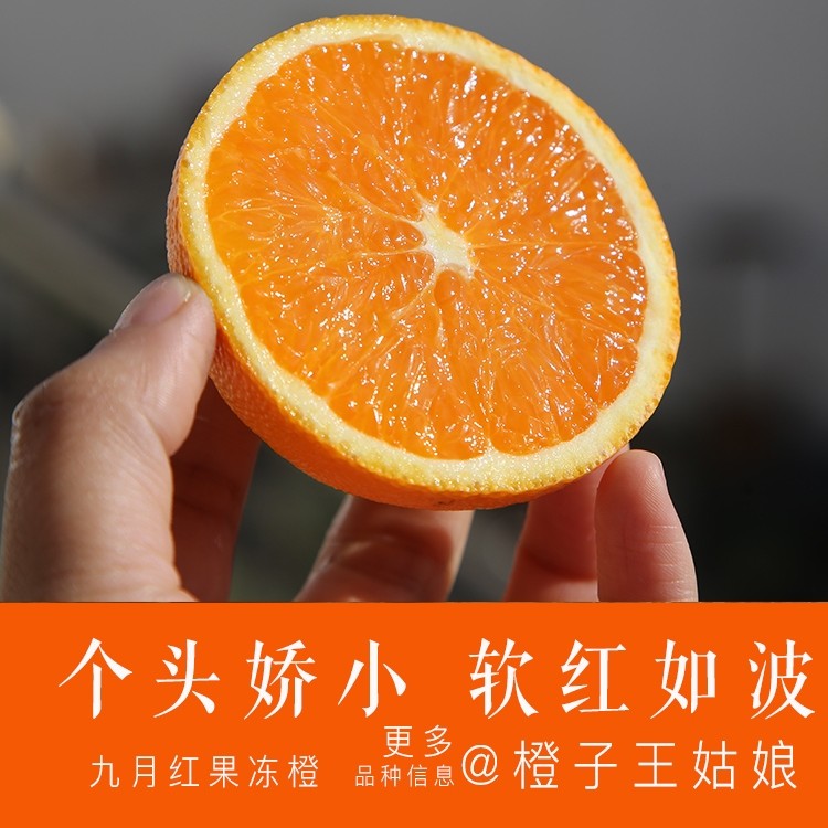 橙啃秭归自然树上熟现摘新鲜发