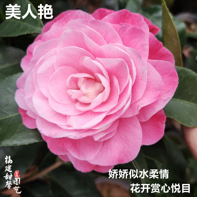 封面女郎茶花树苗盆栽又名美人艳牛西奥雕石粉色系大花型好养活