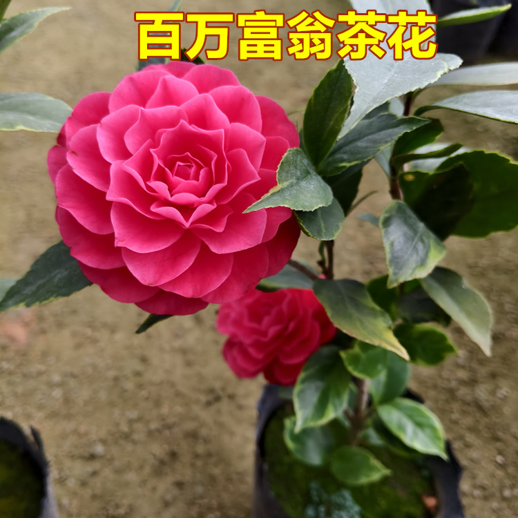 百万富翁茶花盆栽树苗金边彩叶稀有品种大红富贵喜庆绿植阳台绿植