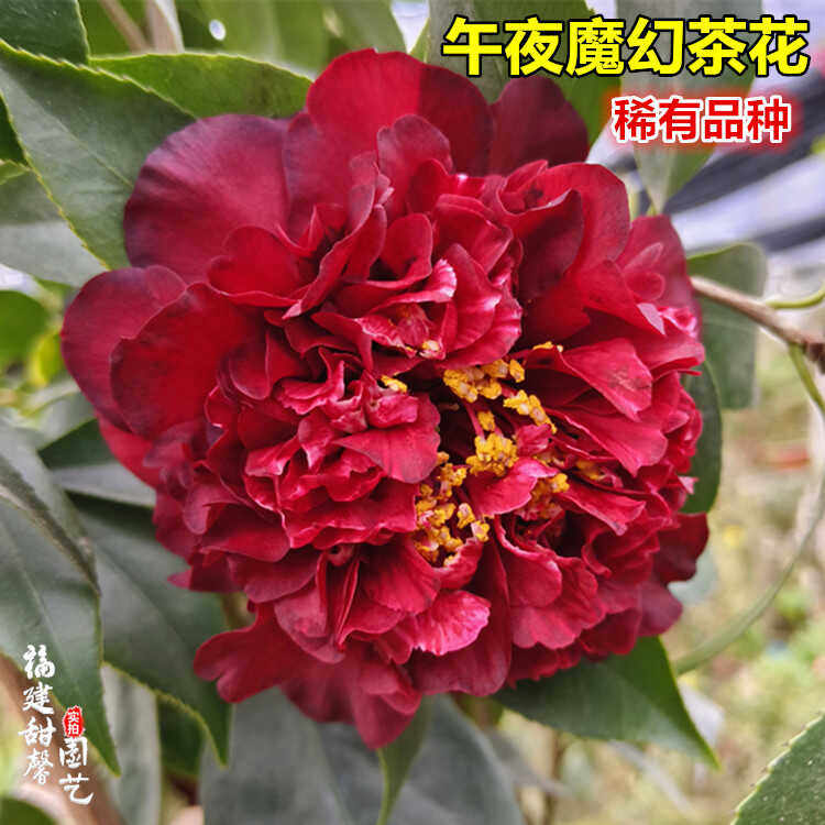午夜魔幻茶花阳台庭院绿植黑红