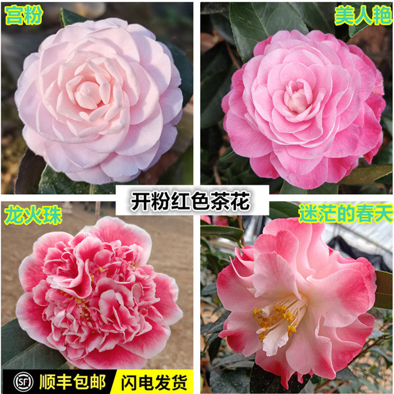 宫粉茶花龙火珠美人艳春迷茫名贵十大稀有品种树苗开粉色花正宗