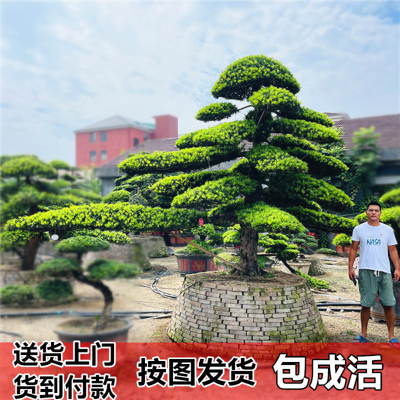 罗汉松造型树树桩别墅庭院花卉植物迎客松景观树松树花园植物绿植