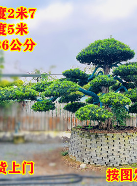 罗汉松造型树盆景别墅庭院花园