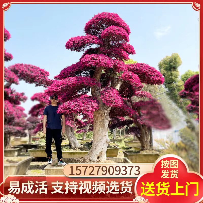 红花继木树桩景观树植物大型庭院室外老桩造型树户外四季红花檵木