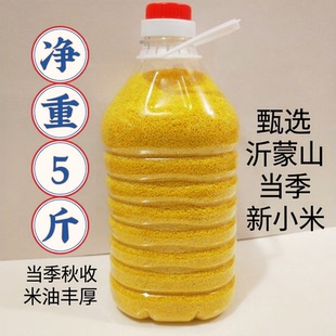 新小米山东沂蒙山黄小米谷子米食用月子米米脂米油厚新黄小米 桶装