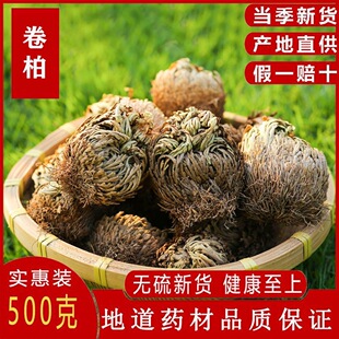 九死还魂草中药材卷柏500g新鲜干货见水还魂草还阳草卷柏植物包邮