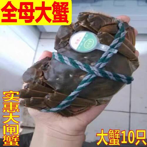 【活蟹】现货大闸蟹鲜活螃蟹全母蟹2.7-3.0两去绳重6/8/10只