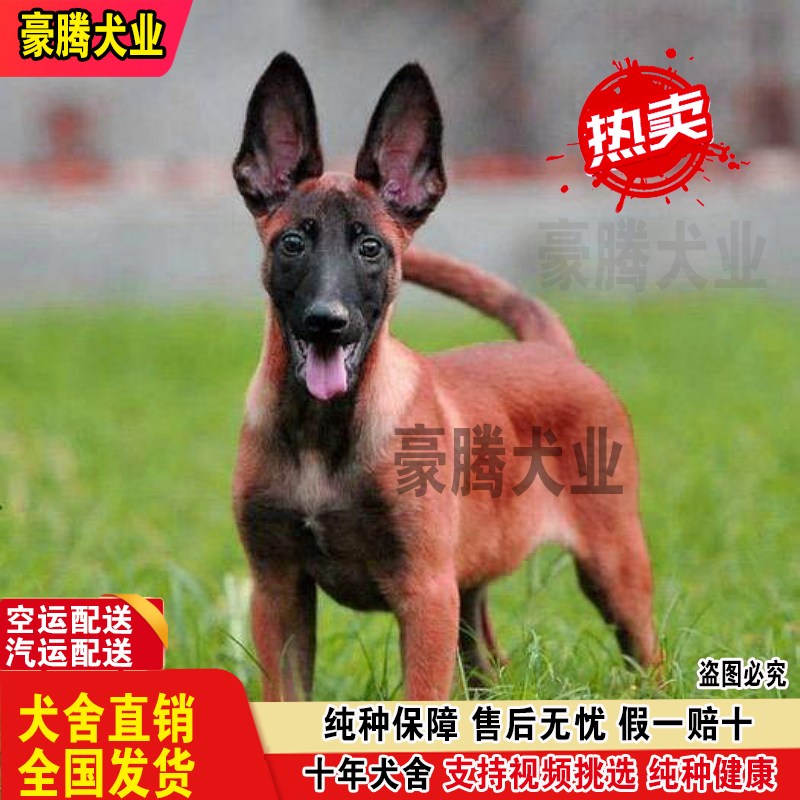 马犬幼犬纯种警犬军犬爆红马犬比利时猎犬看家护院田园犬活体宠物