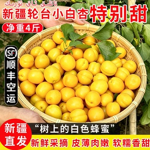 新疆轮台小白杏新鲜现摘当季水果库车小白杏甜杏产地直发顺丰包邮