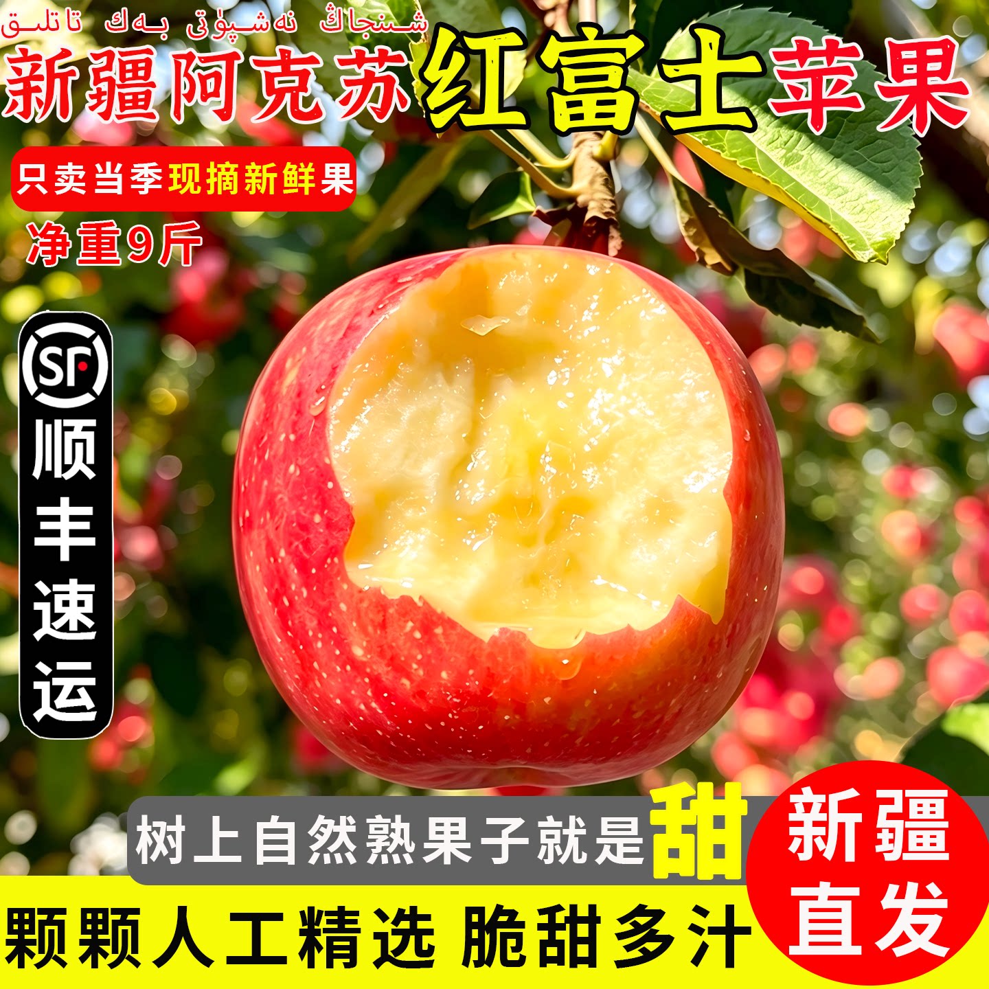 新疆阿克苏苹果红富士丑苹果