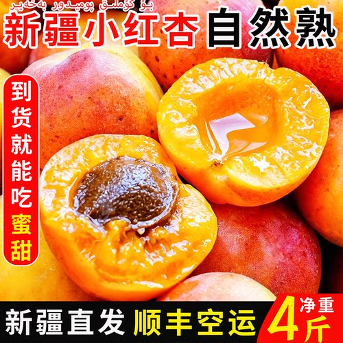 新疆小红杏树上熟蜜甜多汁