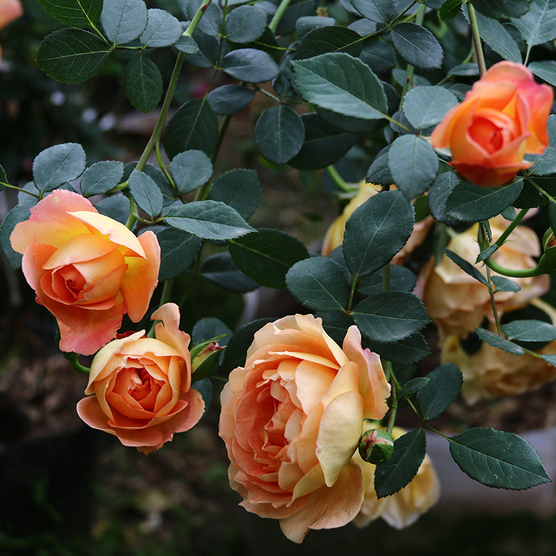 Europe May Charlotte Mrs. Chinese rose Ouyueteng Climbing Chinese rose Multi season Bloom Climbing roses Rosein the Flower delivery/Flowers simulation/Plants gardening , Flowers/Potted plants (New) , Flowers  category - from Buy2taobao.com to provide professional Taobao agent buy service