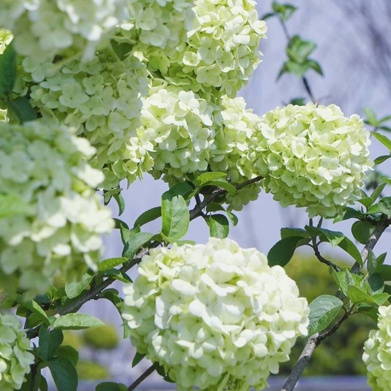 绣球欧洲木绣球盆栽树苗斗球中华木绣球小苗大苗庭院花卉植物图片