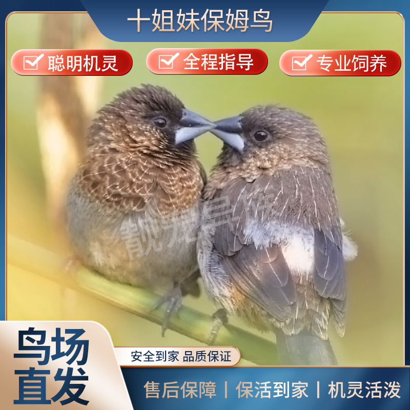 十姐妹保姆鸟黑白花驼色白色鸟灰珍珠文鸟家养宠物鸟下蛋包活包邮