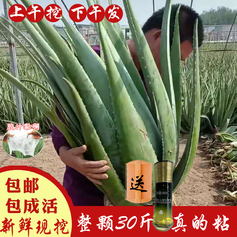 室内美容芦荟补水一整颗绿植易活