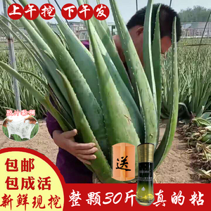 室内美容芦荟补水一整颗绿植易活