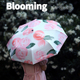 小清新绽放～雨伞女晴雨两用太阳伞防晒防紫外线遮阳伞黑胶防晒伞
