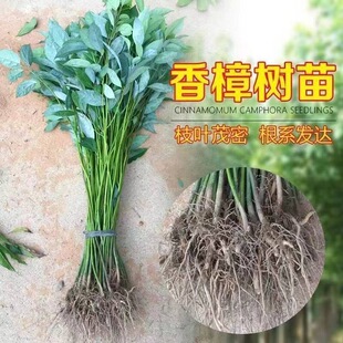 小叶香樟树苗大树庭院正宗绿化风景树工程行道树四季常春驱蚊龙脑
