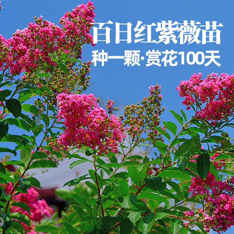 大叶紫薇树苗矮化造型盆景