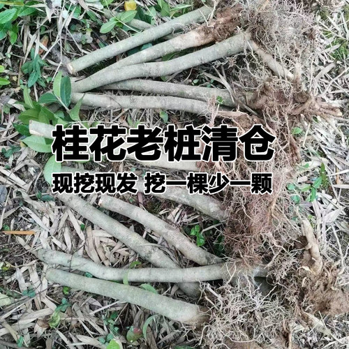 正宗金桂桂花树苗老桩矮霸树桩