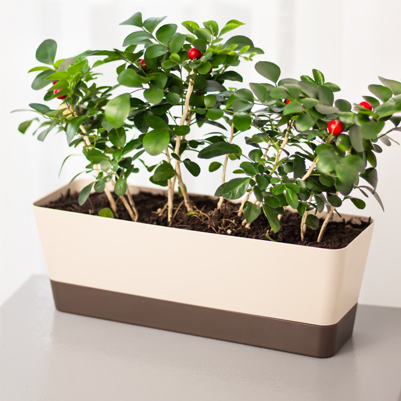 多肉长方形花盆塑料树脂长条形植物室内盆栽阳台专用种菜自动吸水