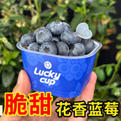 顺丰空运 L25花香蓝莓云南鲜果脆纯甜新鲜水果孕妇礼盒桶装