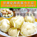 新鲜甘肃土豆定西小土豆新大坪洋芋农家自种马铃薯旱地高山沙面