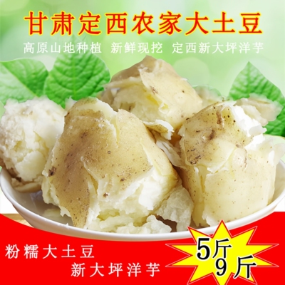 甘肃定西马铃薯农家粉土豆
