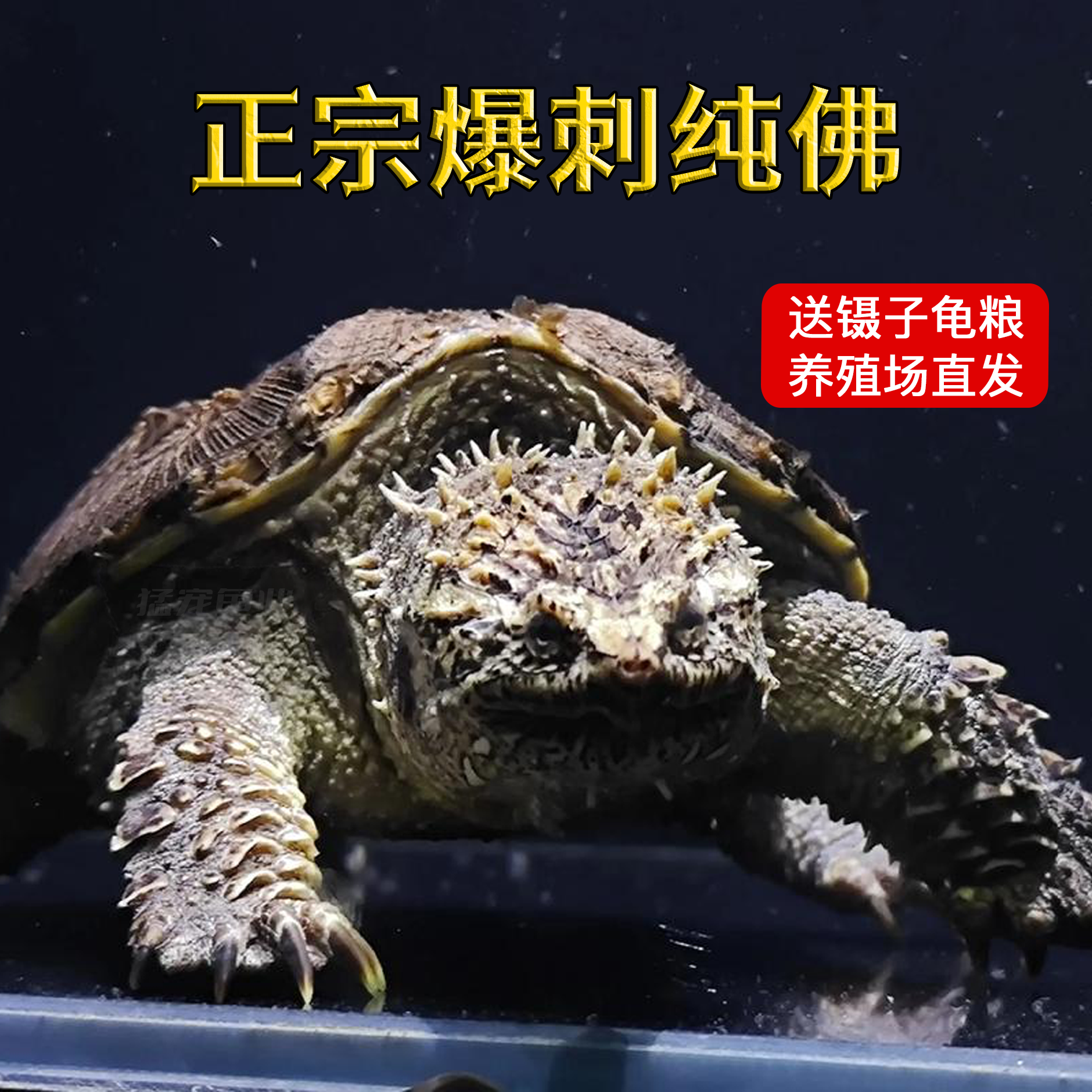 纯佛鳄乌龟爆刺原种纯佛爆刺鳄龟野后国产黑佛鳄龟纯佛爆刺小鳄龟