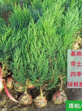 塔柏柏树塔柏80厘米高