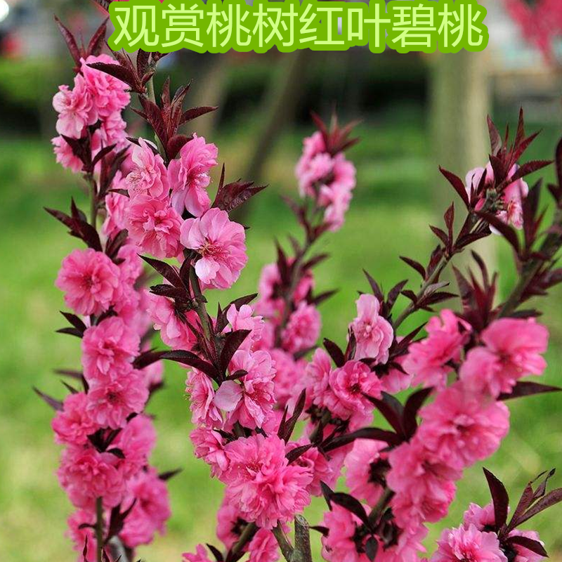 紫叶碧桃青叶碧桃嫁接重瓣桃花树苗观赏庭院南方种植四季绿化树苗