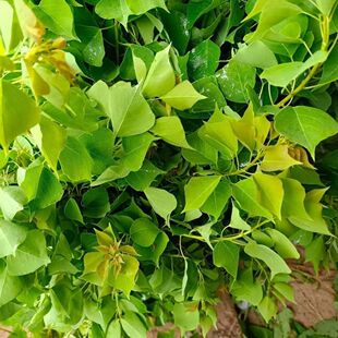 现采乌桕叶新鲜乌桕叶卷子叶蜡子树油子树叶桕子树木子树