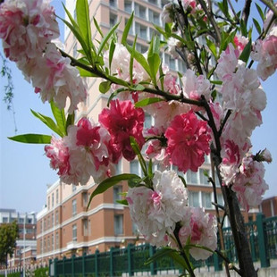 庭院观赏桃花 重瓣青叶碧桃树苗 千叶桃花 五色碧桃树苗 当年开花