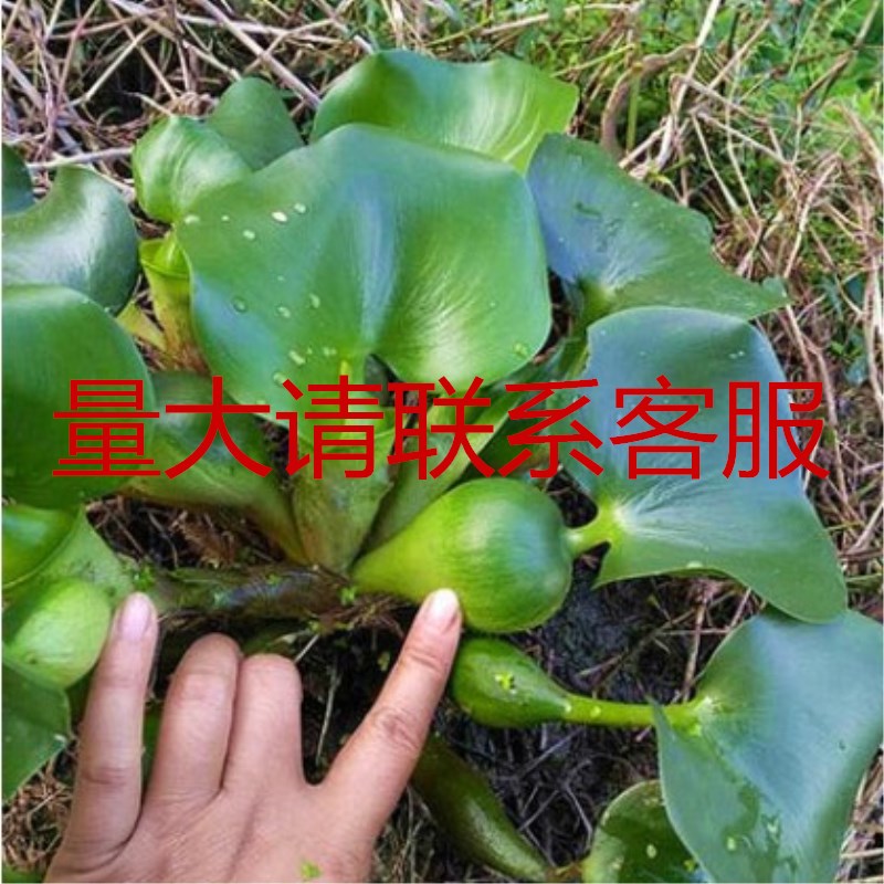水塘专用水葫芦水生植物苗养殖浮萍水培净化水质基地直销 养鱼虾