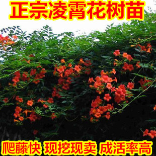 凌霄花树苗 进口大花凌霄 爬藤攀援盆栽庭院观花植物凌霄大苗