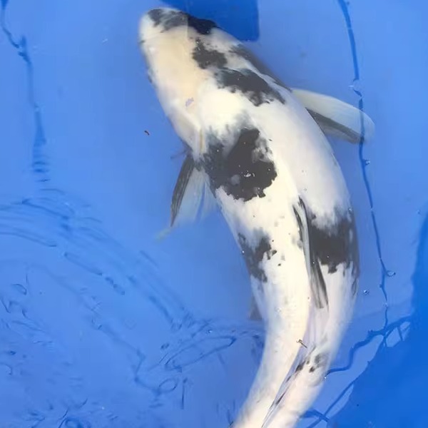 高档日本纯种淡水好养锦鲤鱼苗