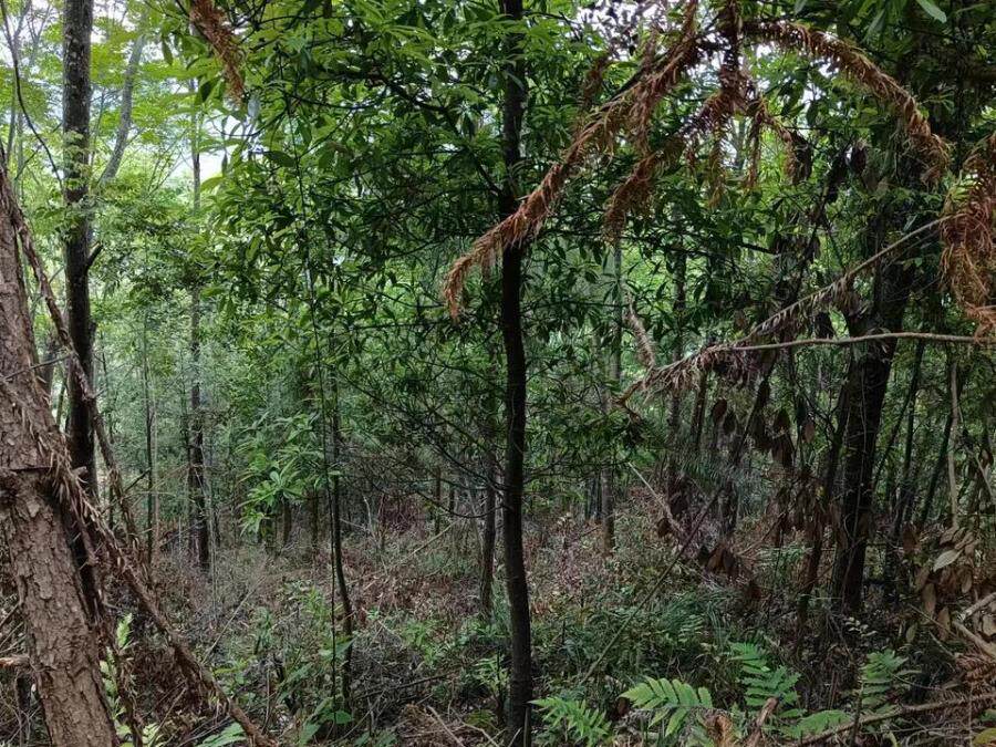 变卖福建省大田县京福林业投资有限公司名下坐落在大田县太华镇华溪村的1416亩森林资源资产