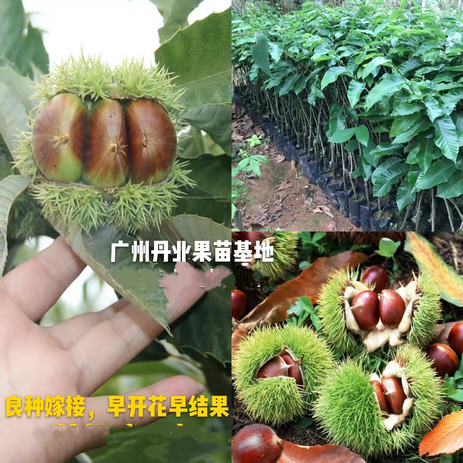 广州发货嫁接盆栽苗大红袍板栗果树苗四季板栗果树苗当年结果