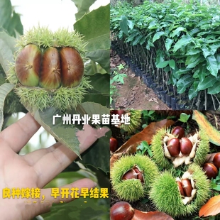 广州发货嫁接盆栽苗大红袍板栗果树苗四季板栗果树苗当年结果