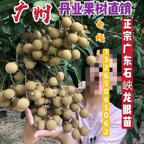 嫁接四季龙眼果树苗