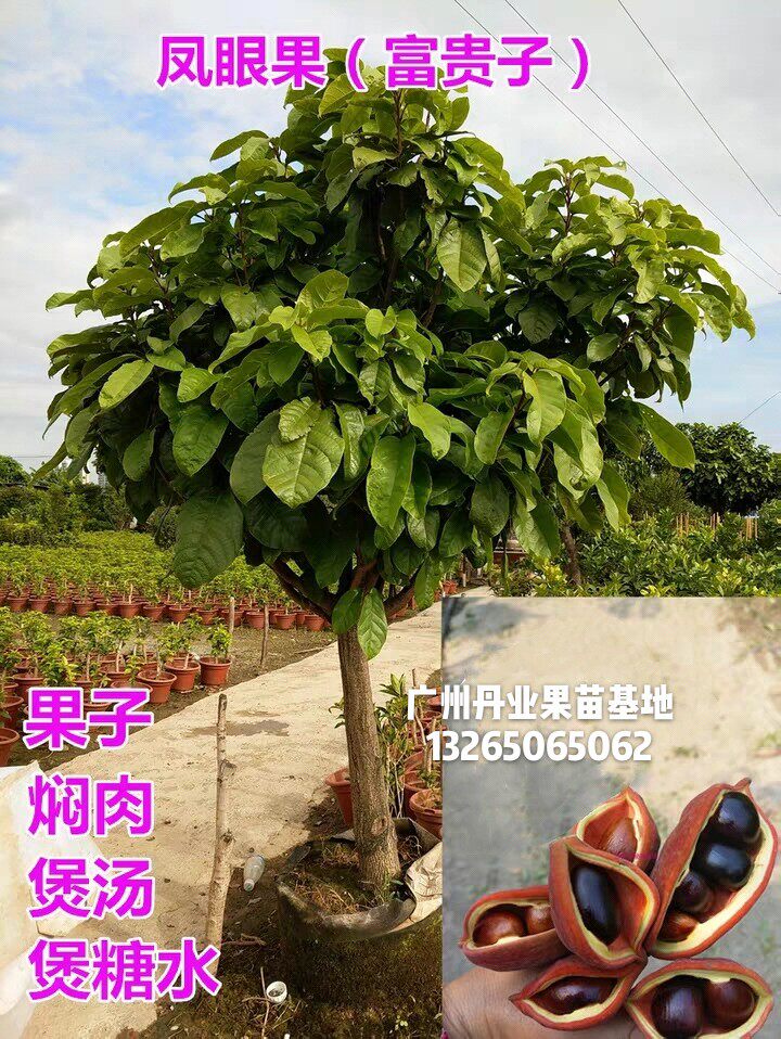 广州发货超大颗凤眼果树苗苹婆苗富贵子树苗当年结果南北种植